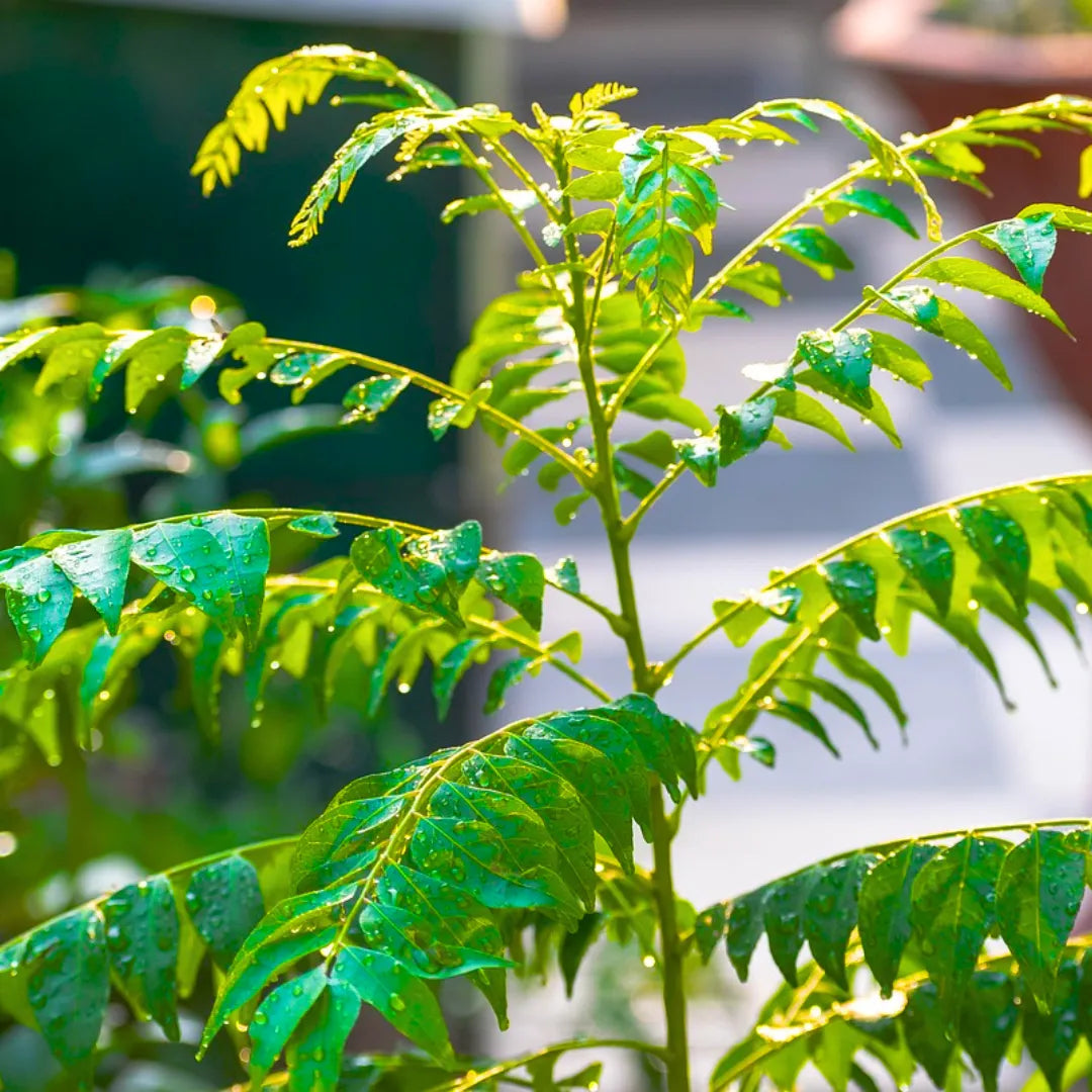 Buy Meetha Neem (Murraya Koenigii) Curry Leaf - Plant Online at Lalitenterprise