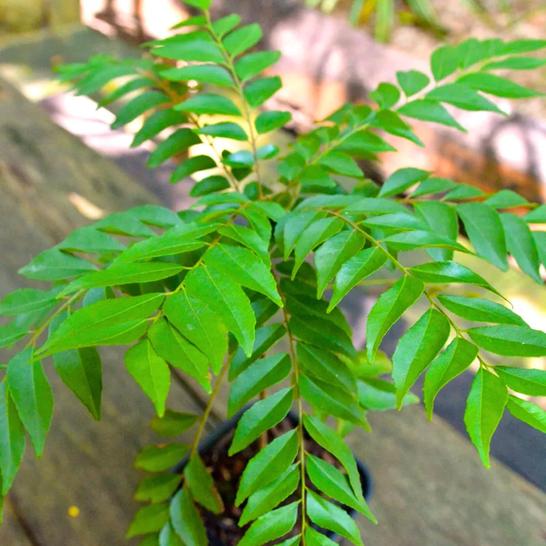 Buy Curry Leaf - Plant Online at Lalitenterprise