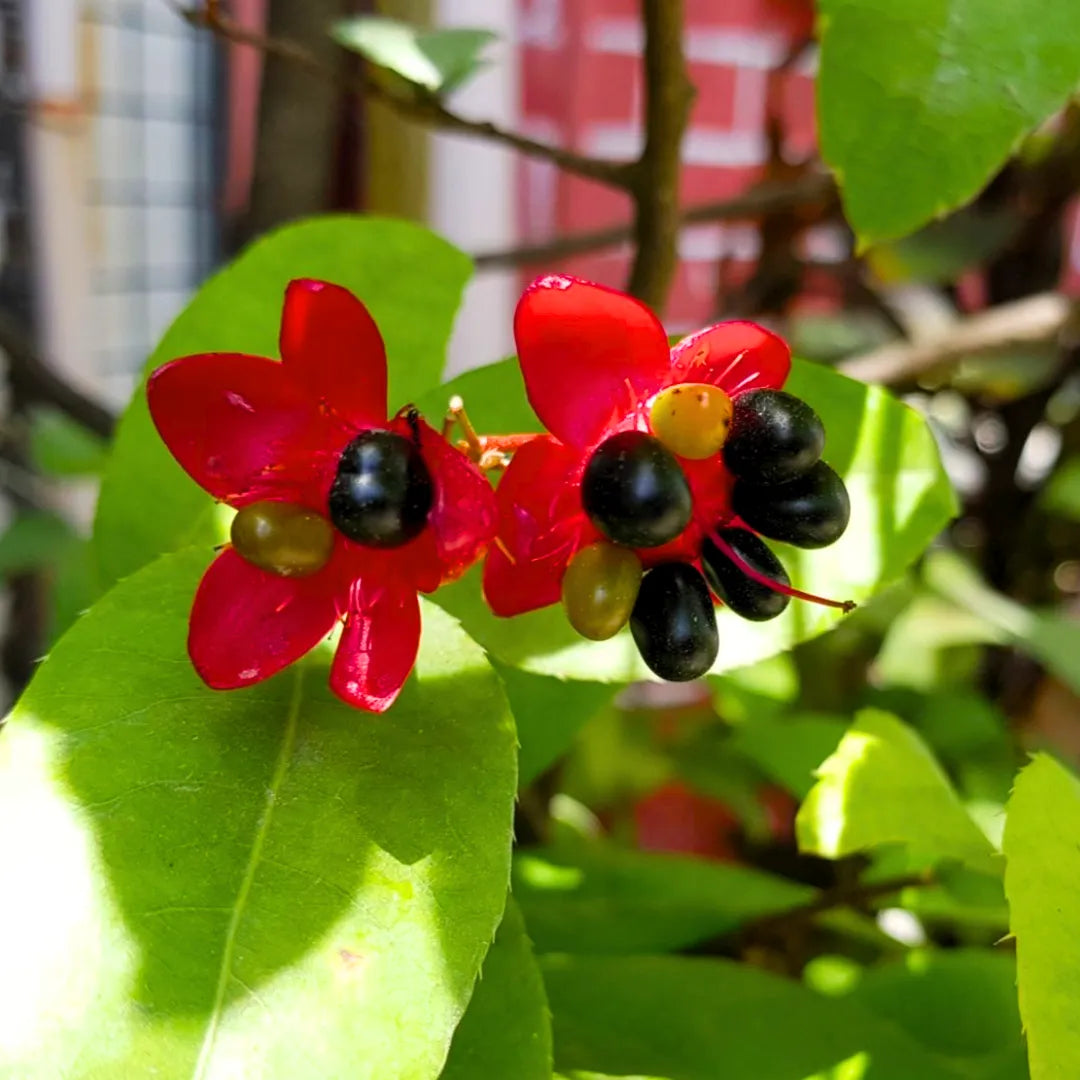 mickey mouse plant seeds Mickey Mouse (Ochna Serrulata)