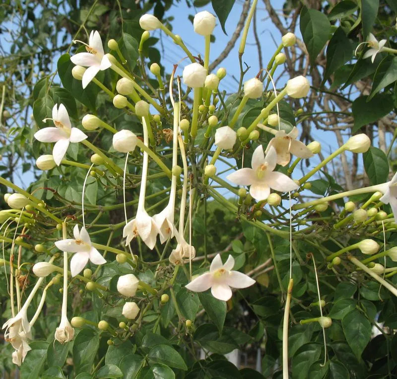 Buy Millingtonia Hortensis (Indian Cork Tree) - Plant Online at Lalitenterprise