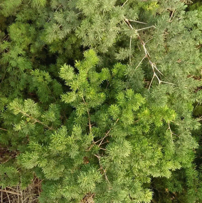 Buy Ming Fern (Asparagus Macowanii) – Plant Online at Lalitenterprise