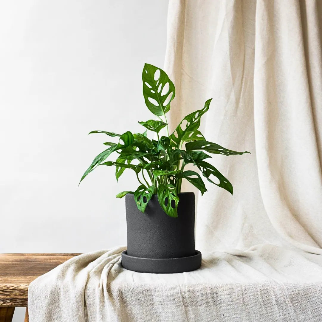 25 40cm monstera adansonii monkey mask 11cm pot house plant Monstera Adansonii (Monkey Mask)