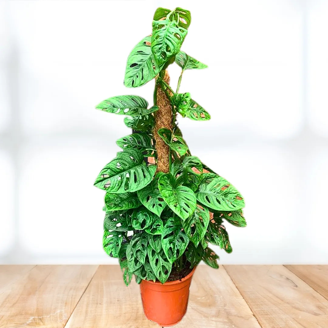 25 40cm monstera adansonii monkey mask 11cm pot house plant Monstera Adansonii "Monkey Mask" with Moss Stick