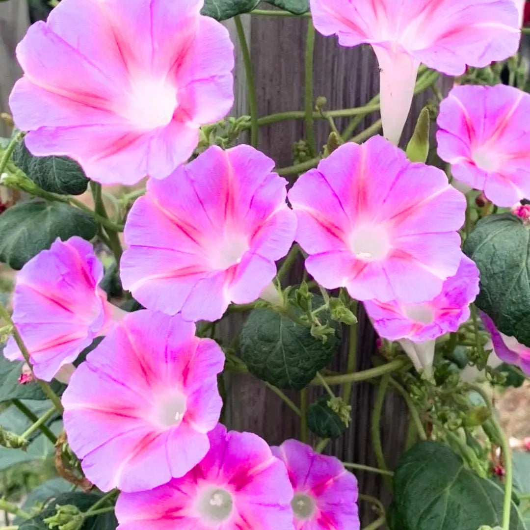Buy Morning Golory Pink - Plant Online at Lalitenterprise