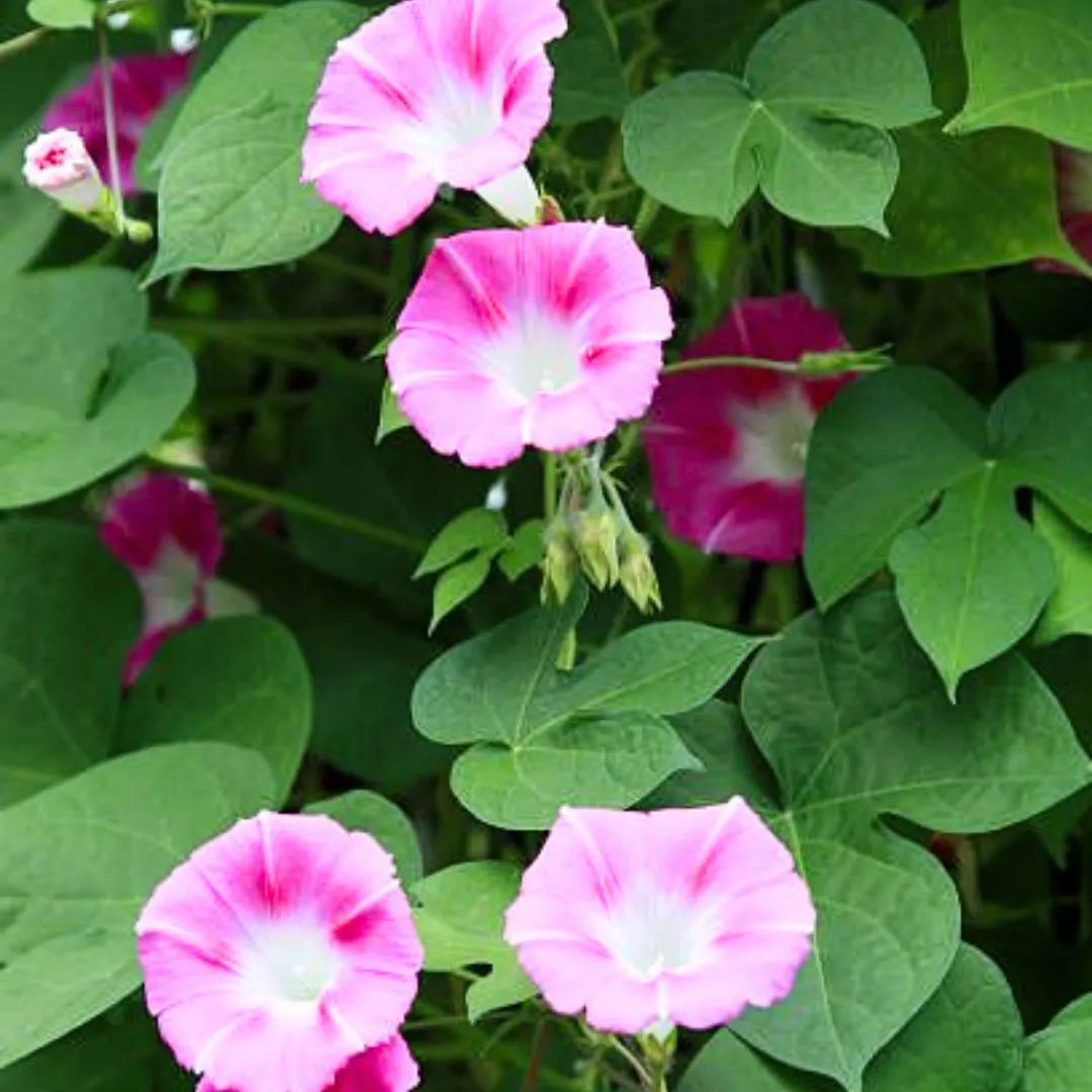 Buy Morning Golory Pink - Plant Online at Lalitenterprise