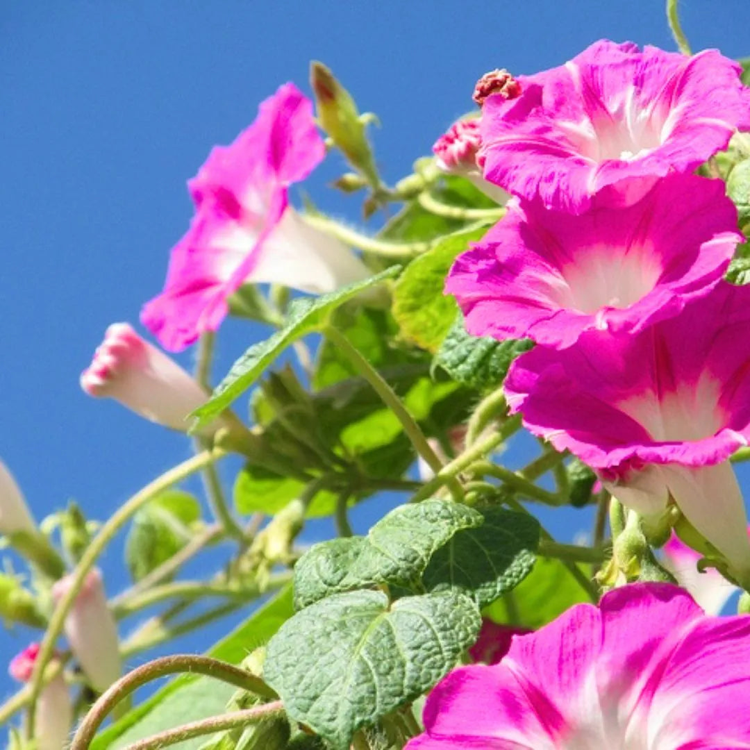 Buy Morning Golory Pink - Plant Online at Lalitenterprise