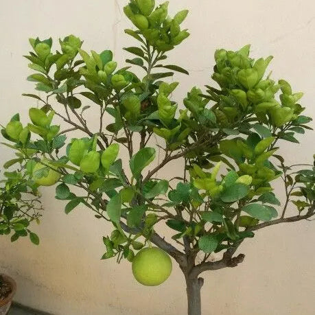 Buy Mosambi, Sweet Lime "Grafted" - Plant Online at Lalitenterprise