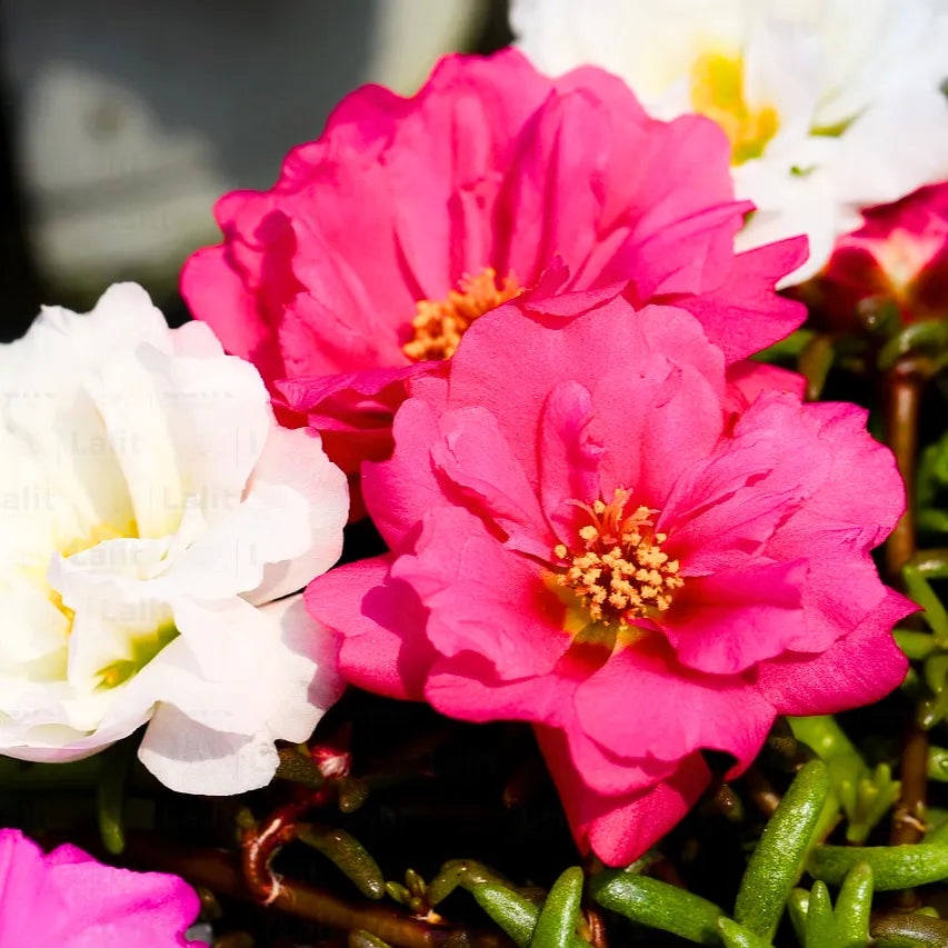 Buy Moss Rose "Pack of 6" (Multi Color) - Plant Online at Lalitenterprise