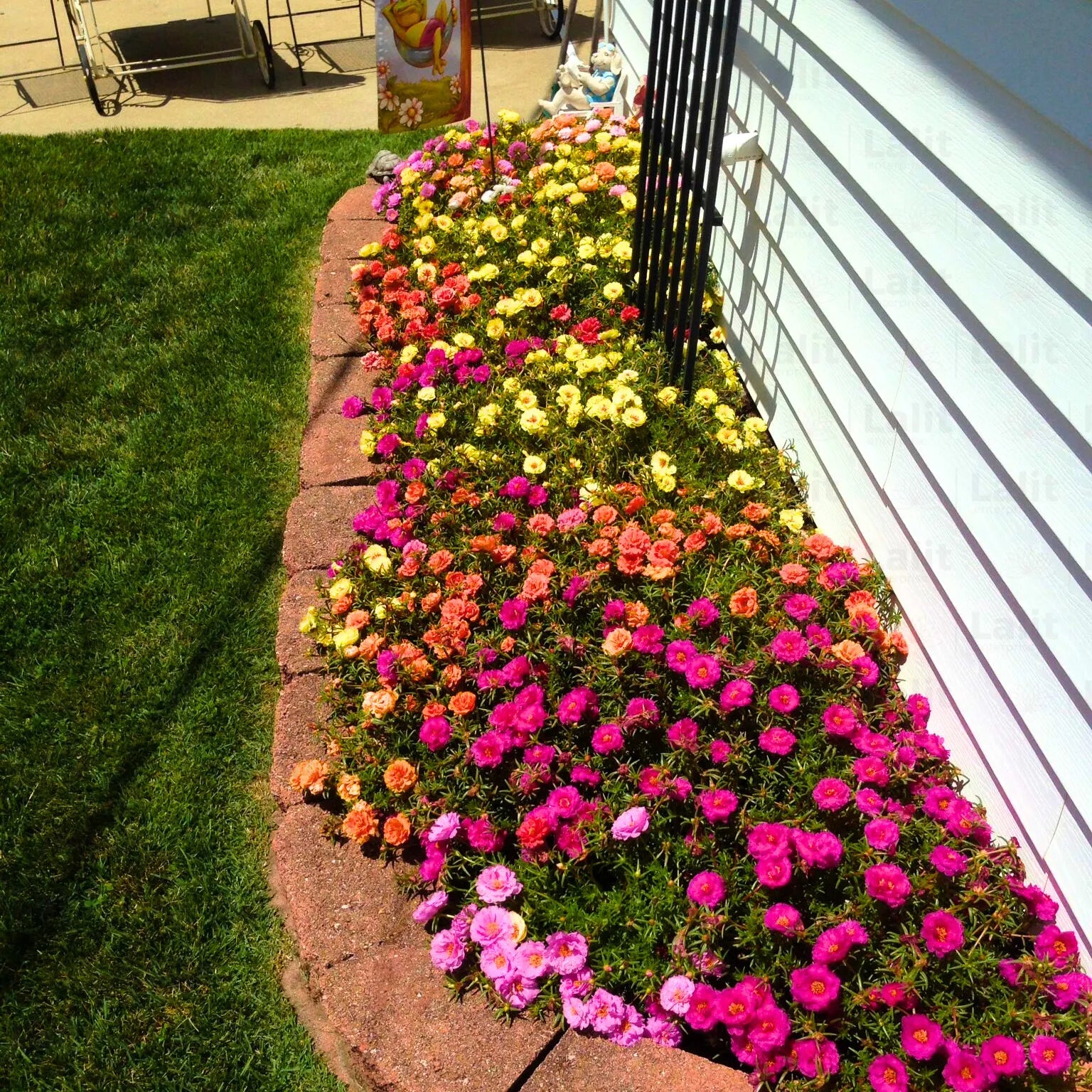 Buy Moss Rose "Pack of 6" (Multi Color) - Plant Online at Lalitenterprise