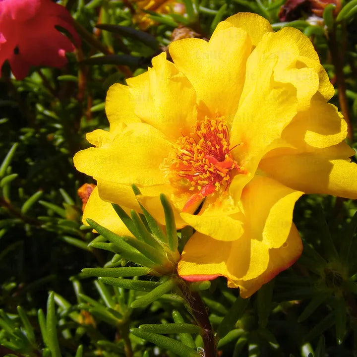 Buy Moss Rose Yellow - Plant Online at Lalitenterprise