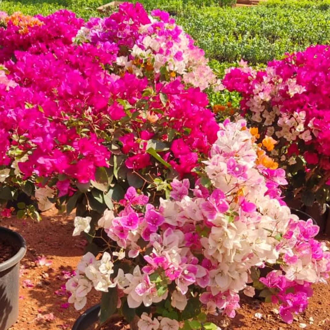 Buy Multi Grafted Bougainvillea - Plant Online at Lalitenterprise