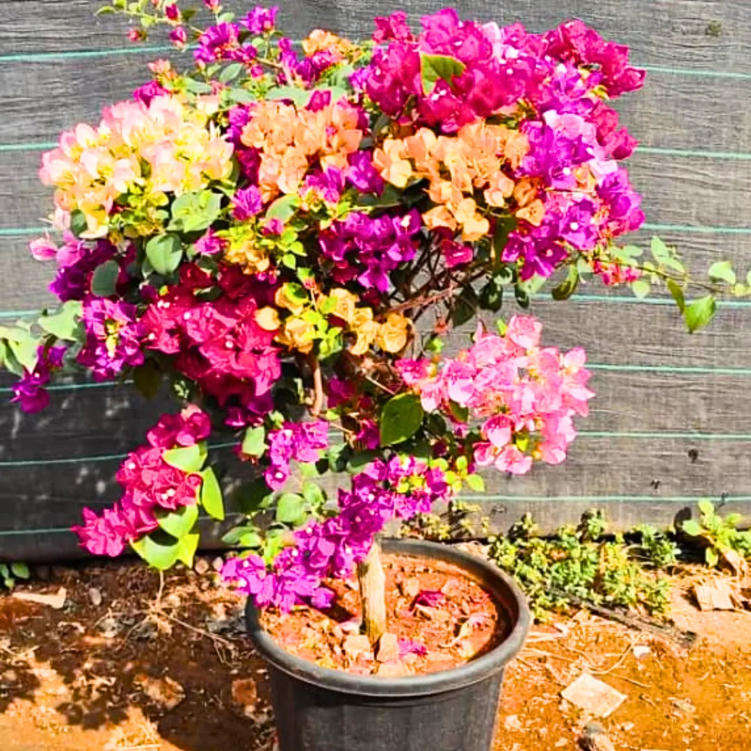 Multi Grafted Bougainvillea