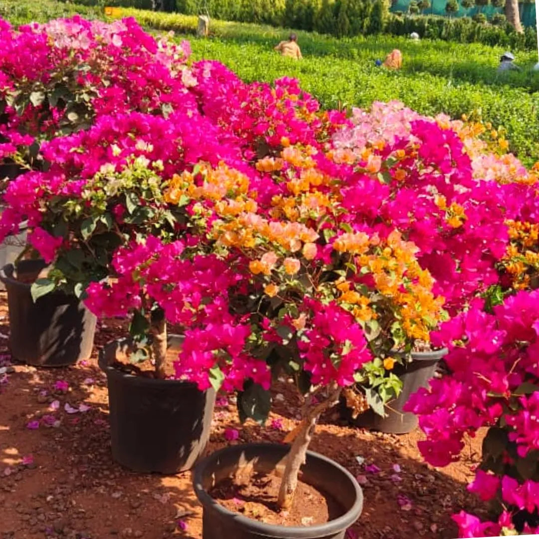 Buy Multi Grafted Bougainvillea - Plant Online at Lalitenterprise