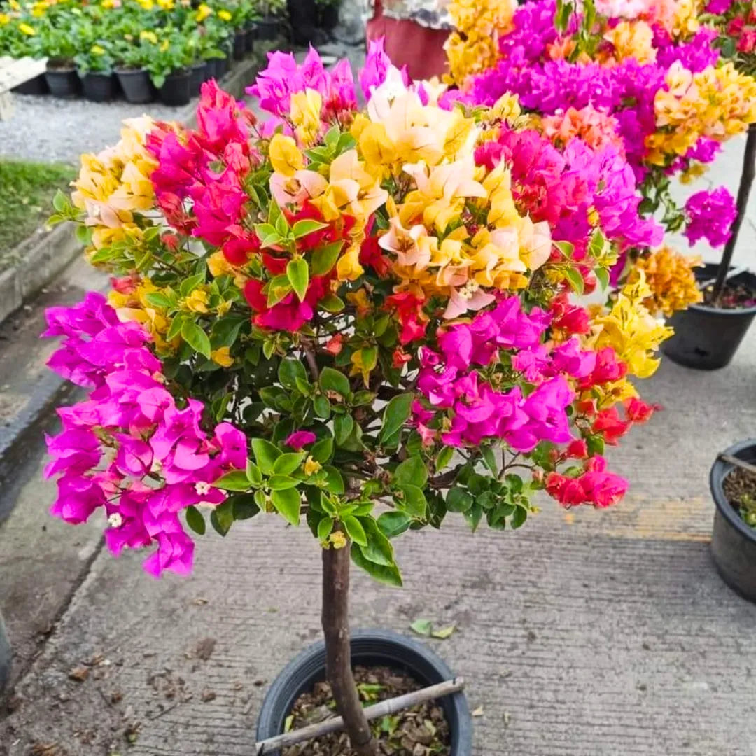 Buy Multi Grafted Bougainvillea - Plant Online at Lalitenterprise