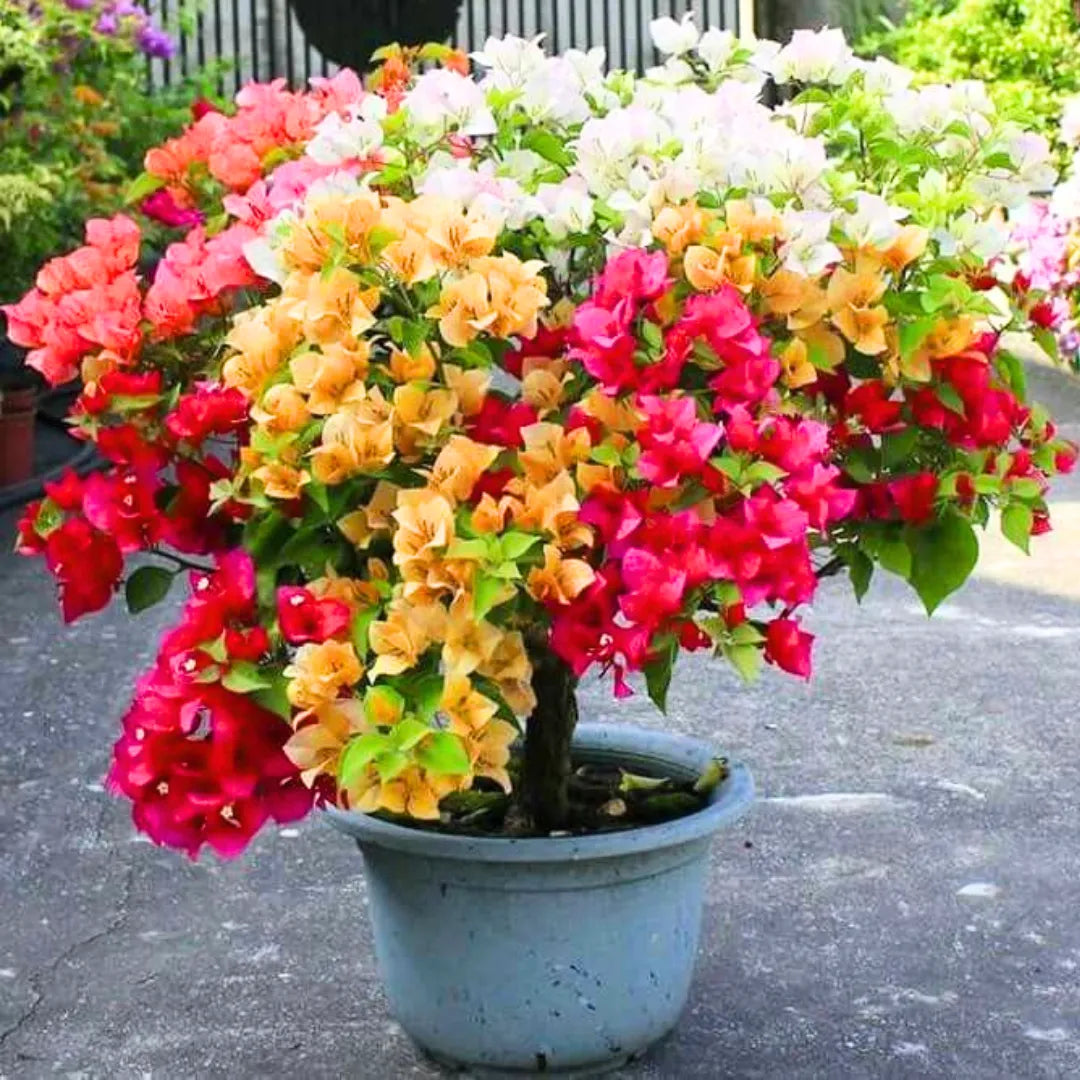 Buy Multi Grafted Bougainvillea - Plant Online at Lalitenterprise