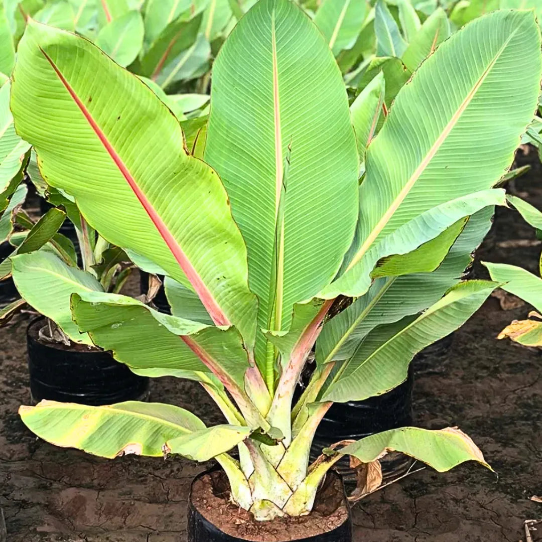 Buy Musa Palm Banana - Plant Online at Lalitenterprise