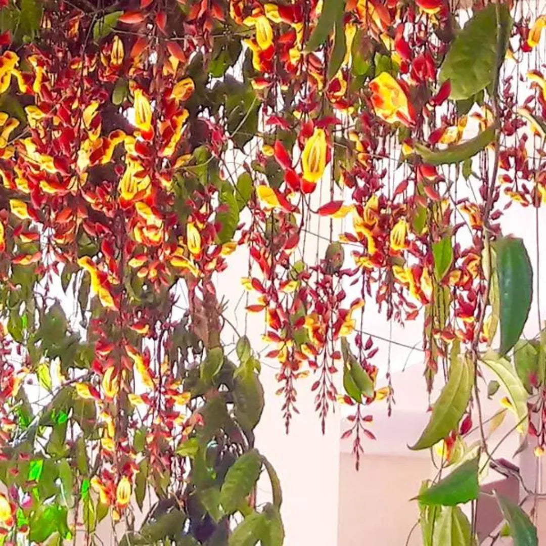 Buy Thunbergia mysorensis Vine Plant Online at Lalitenterprise