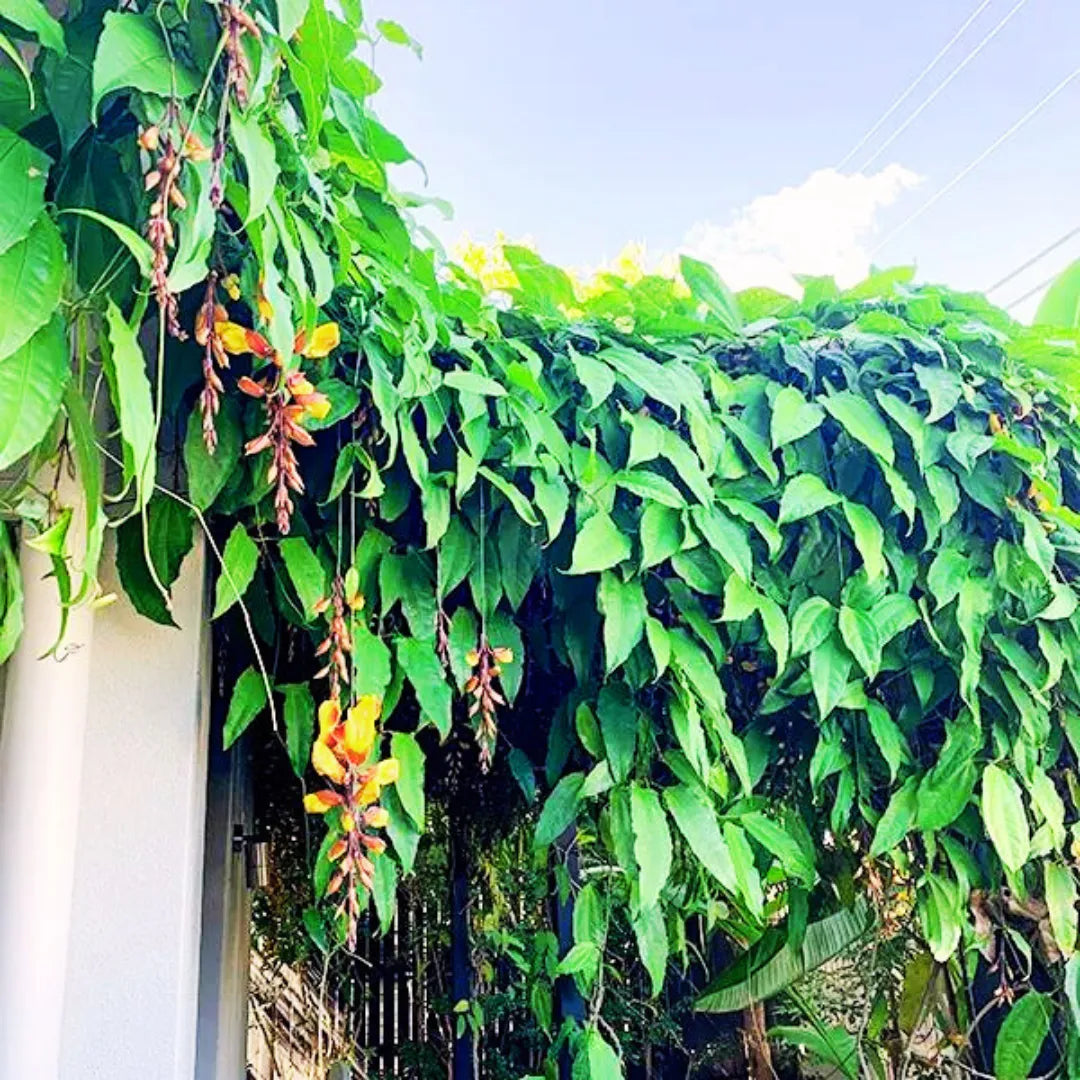 Buy lady's slipper vine Plant Online at Lalitenterprise