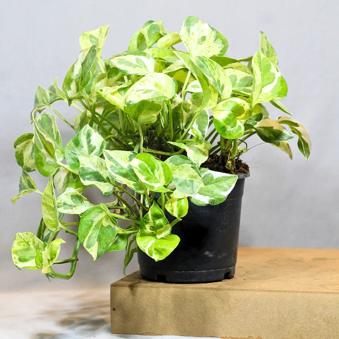 where to buy money plant N’Joy Pothos, Variegated Money Plant