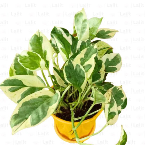 Buy N’Joy Pothos , Variegated Money Plant Online at Lalitenterprise