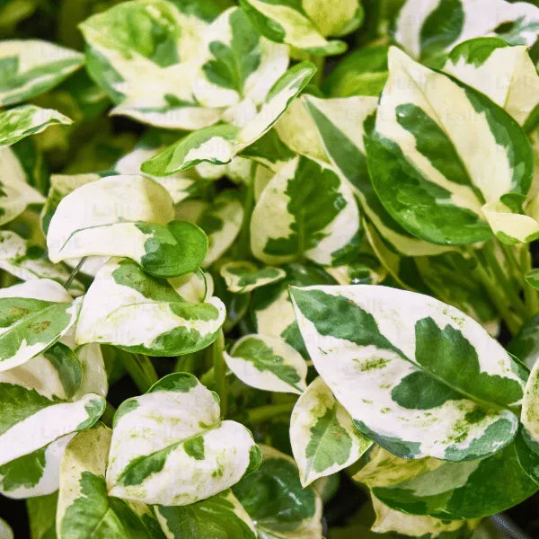 Buy N’Joy Pothos Online at Lalitenterprise