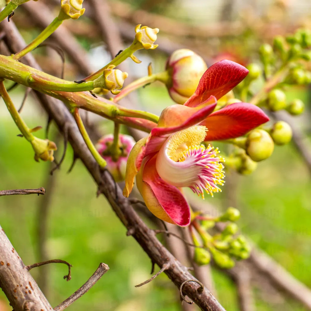 Buy Nagkesar Pink (Mesua ferrea) - Plant Online at Lalitenterprise