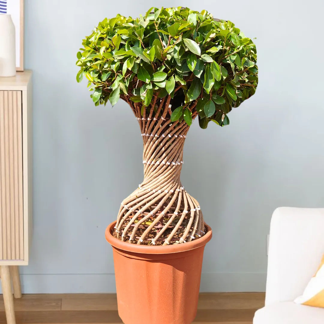 twisted stem indoor plant Netted Twisted Ficus (Ficus Benjamina)