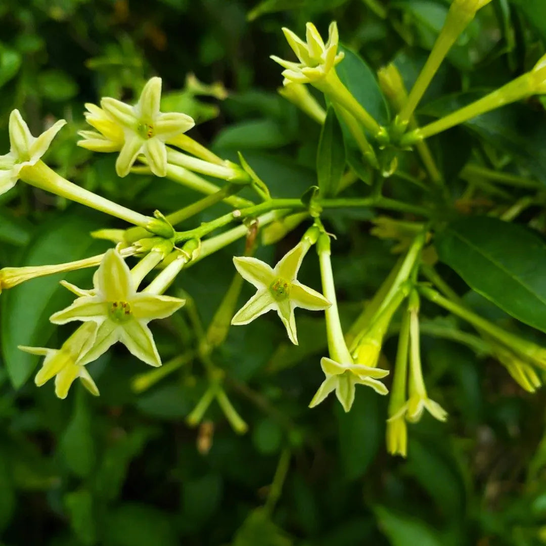 Buy Night Blooming Jasmine – Plant Online at Lalitenterprise