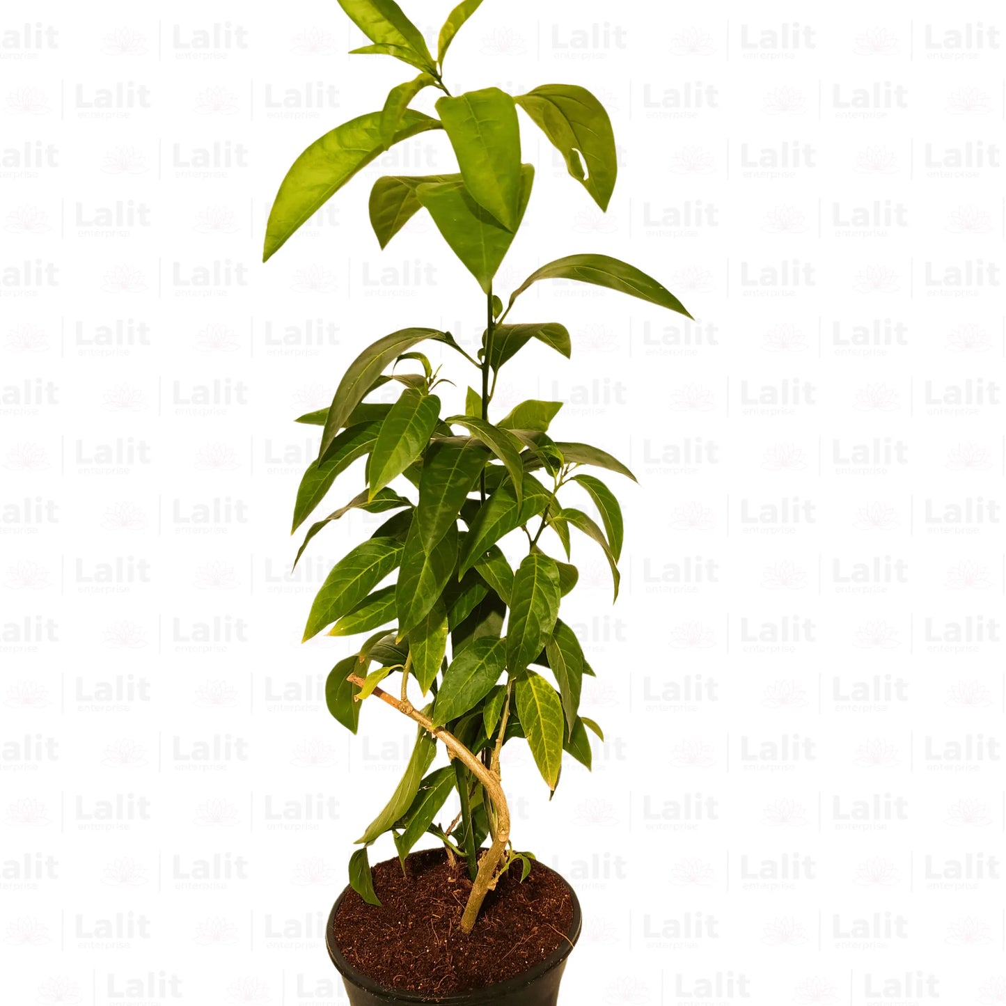Buy Raat Ki Rani, Raat Rani, Night Blooming Jasmine – Plant Online at Lalitenterprise