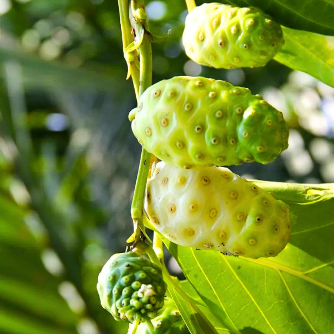 Buy Noni (Morinda Citrifolia) - Plant Online at Lalitenterprise