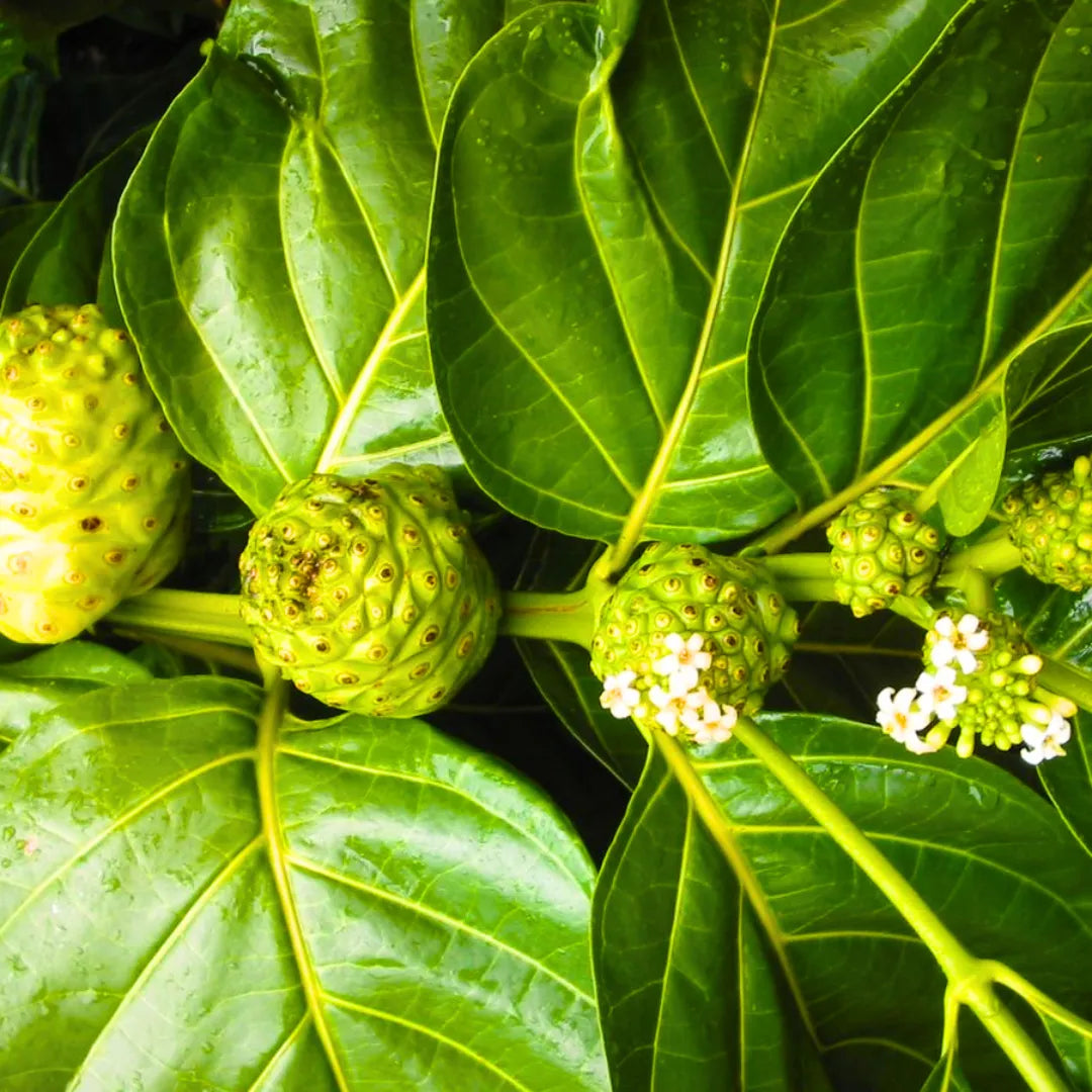 Buy Morinda Citrifolia - Plant Online at Lalitenterprise