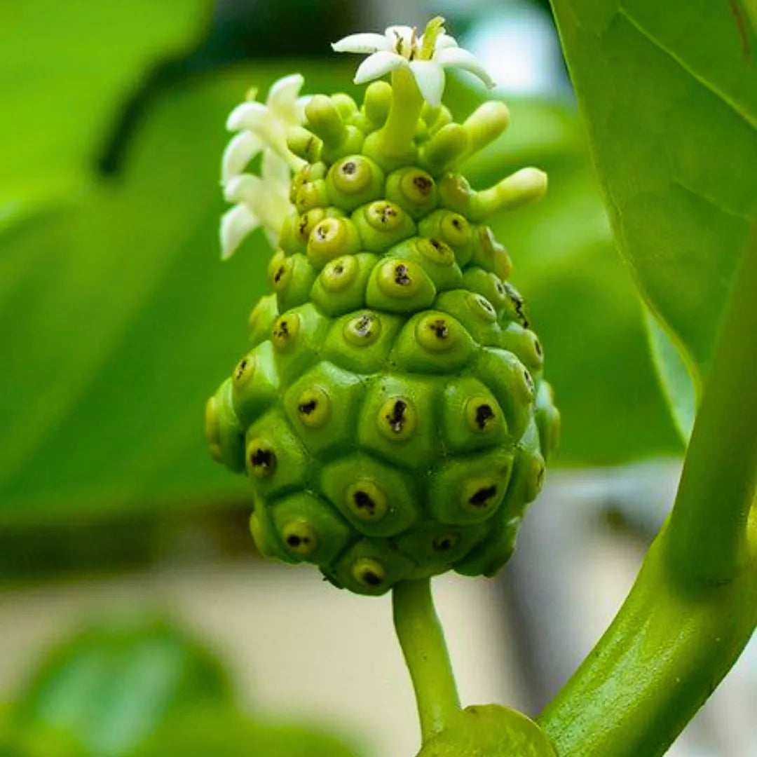 Buy Noni - Plant Online at Lalitenterprise