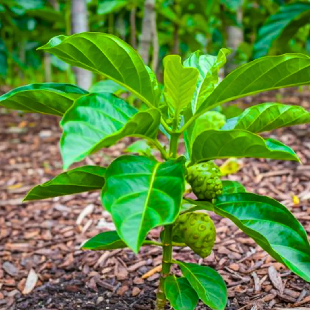 Buy Noni (Morinda Citrifolia) - Plant Online at Lalitenterprise