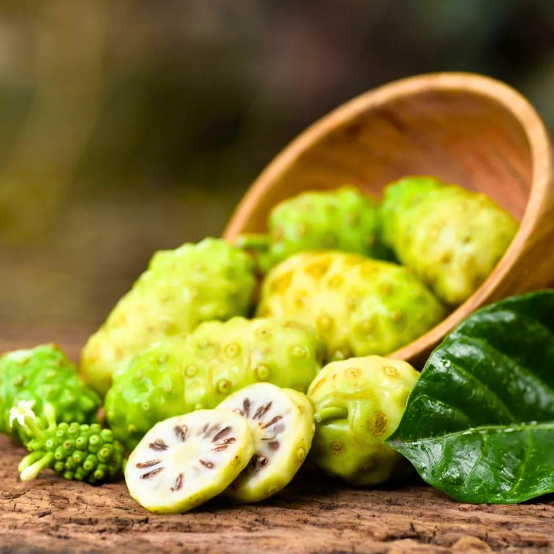 Buy Noni - Plant Online at Lalitenterprise