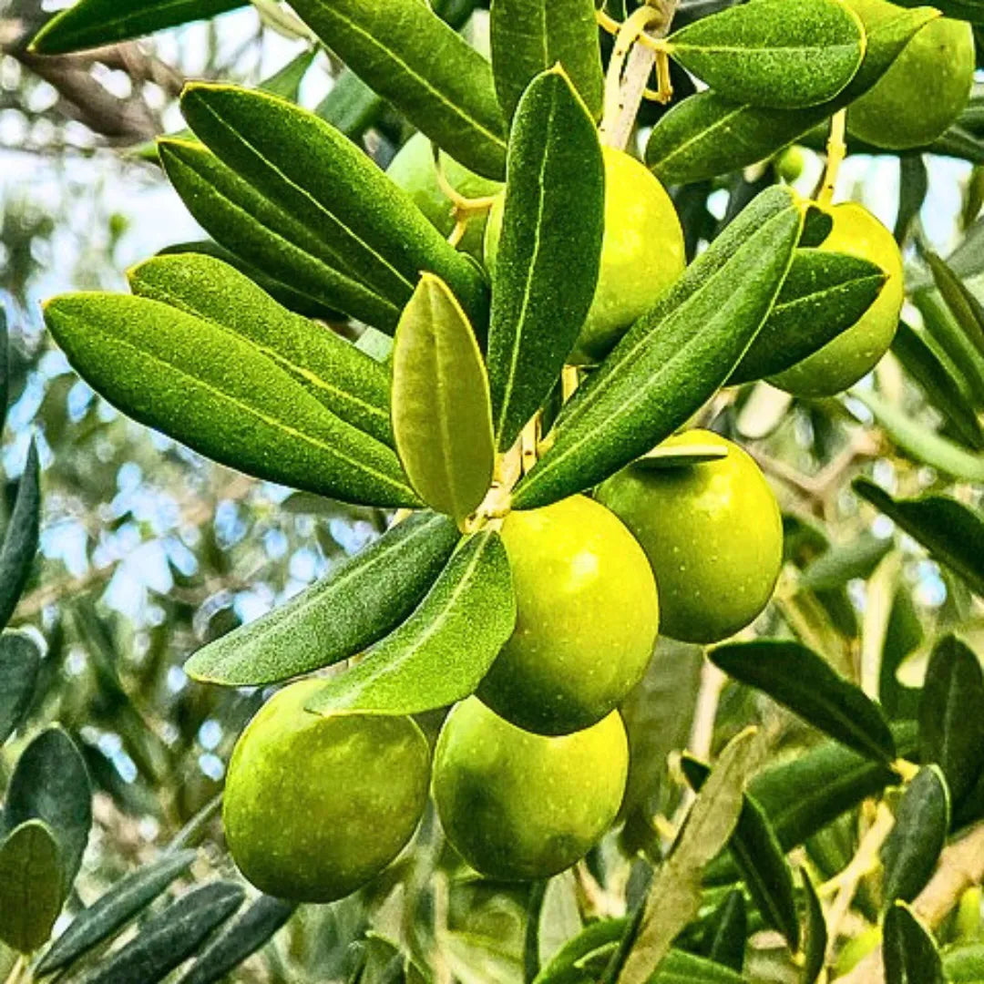 Buy Olive - Plant Online at Lalitenterprise