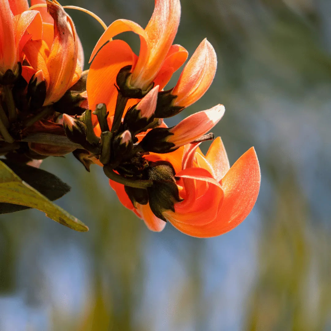 Buy Orange palash "Tesu" (Butea monosperma) Plant online at Lalitenterprise