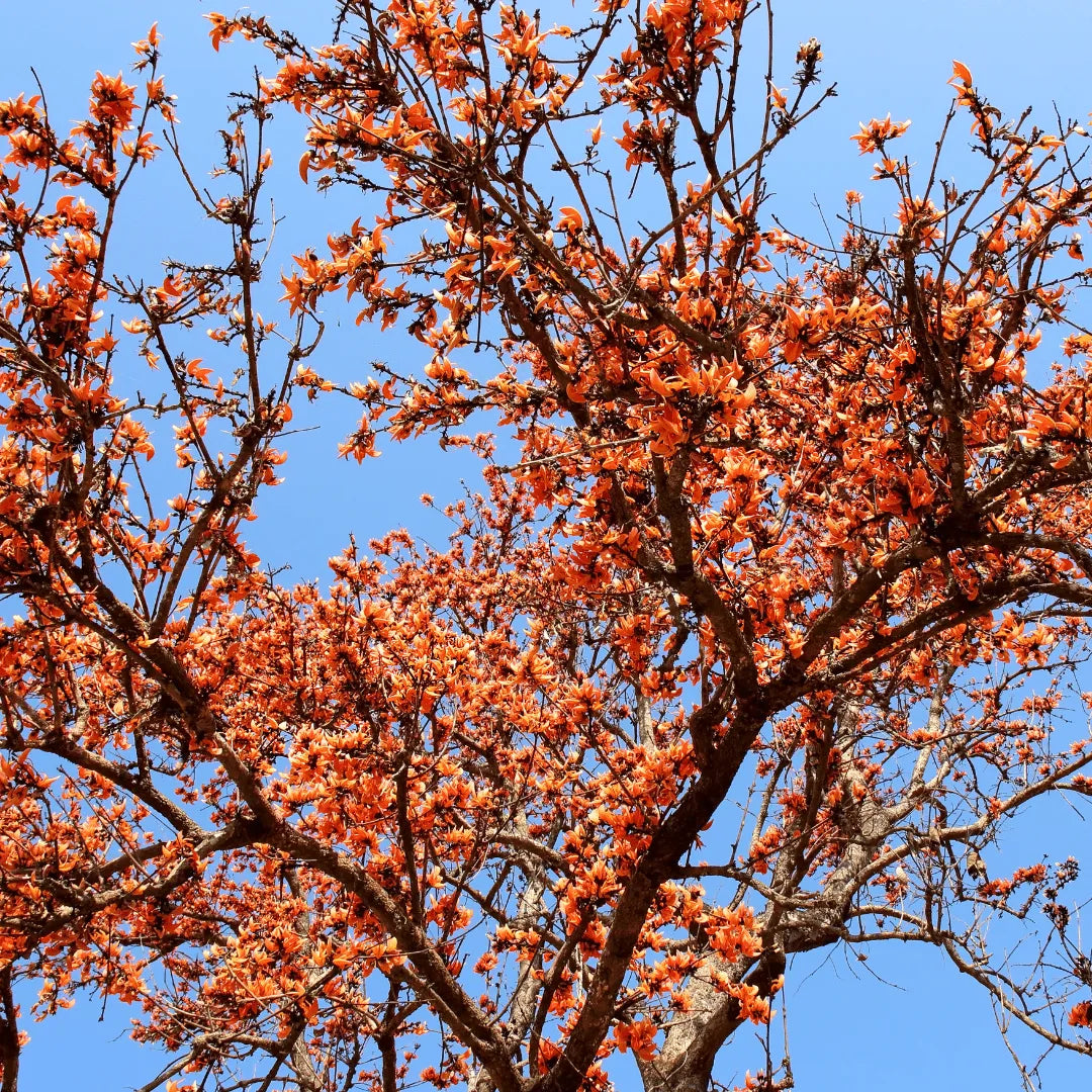 Buy Orange palash "Tesu" (Butea monosperma) Plant online at Lalitenterprise