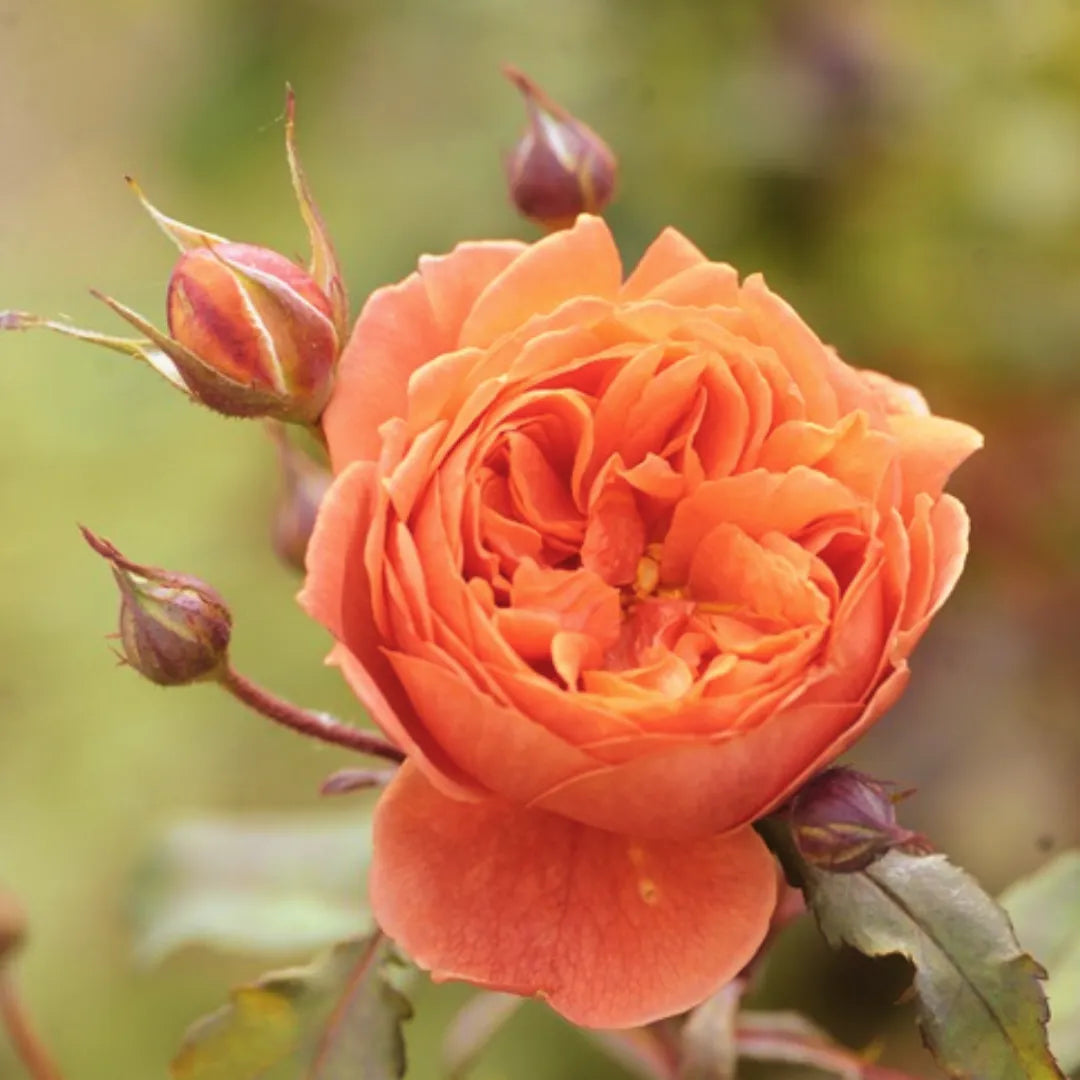 Buy Orange Rose - Plant Online at Lalitenterrpsie