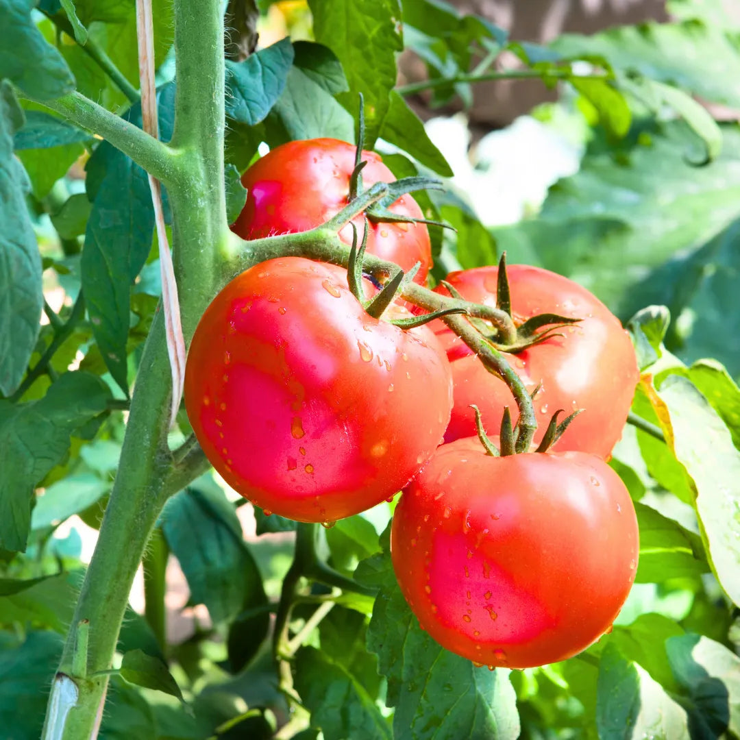 Buy Organic Vegetable Tomato seed Online at Lalitenterprise