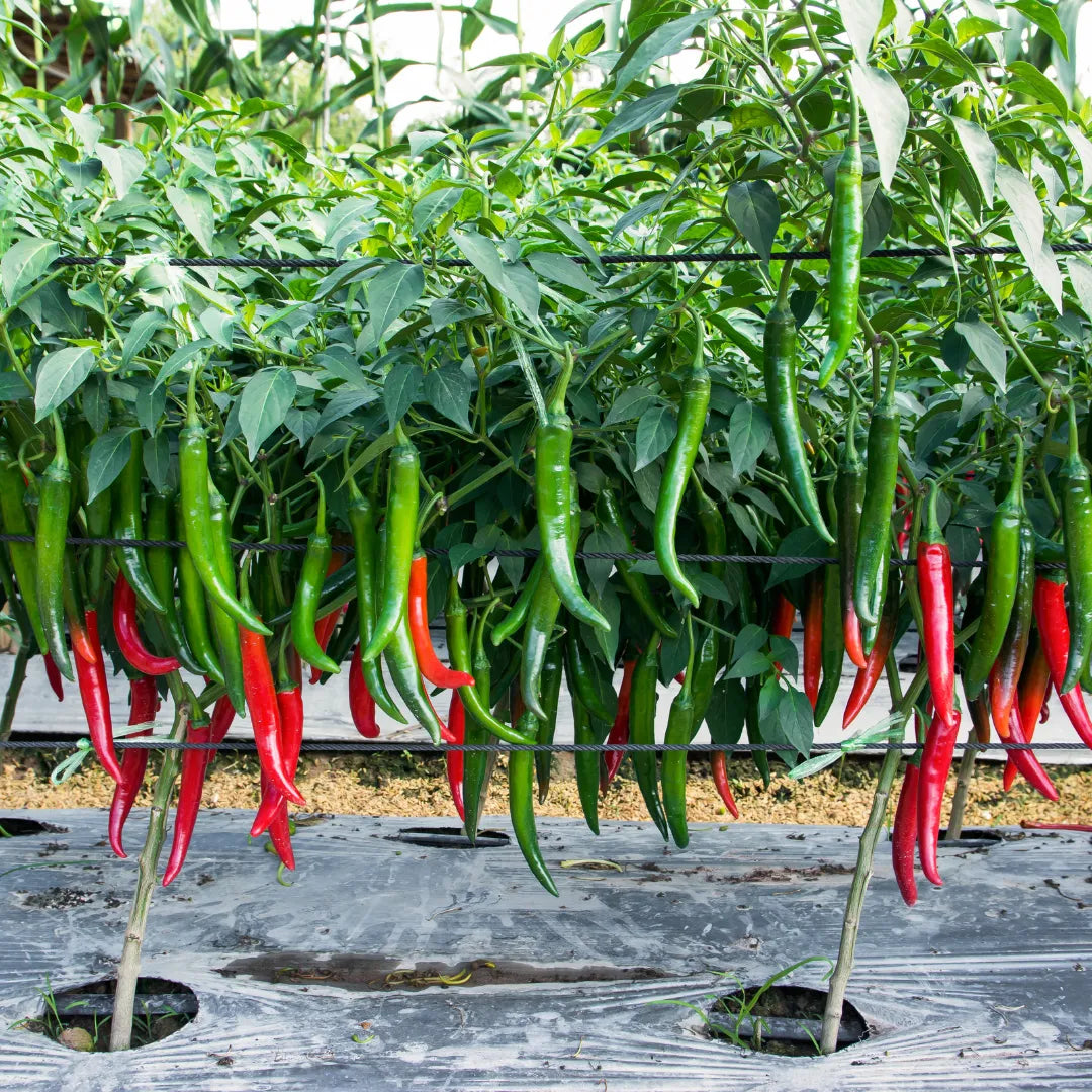 Buy Organic Vegetable Seeds for kichen Garden Online at Lalitenterprise