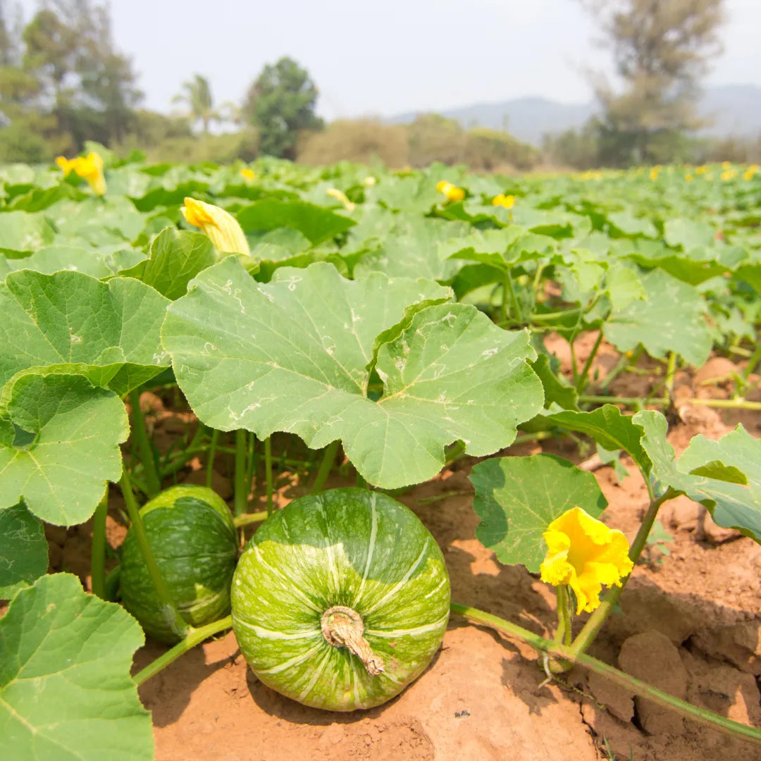 Buy Organic Pumpkin Seeds for kichen Garden Online at Lalitenterprise