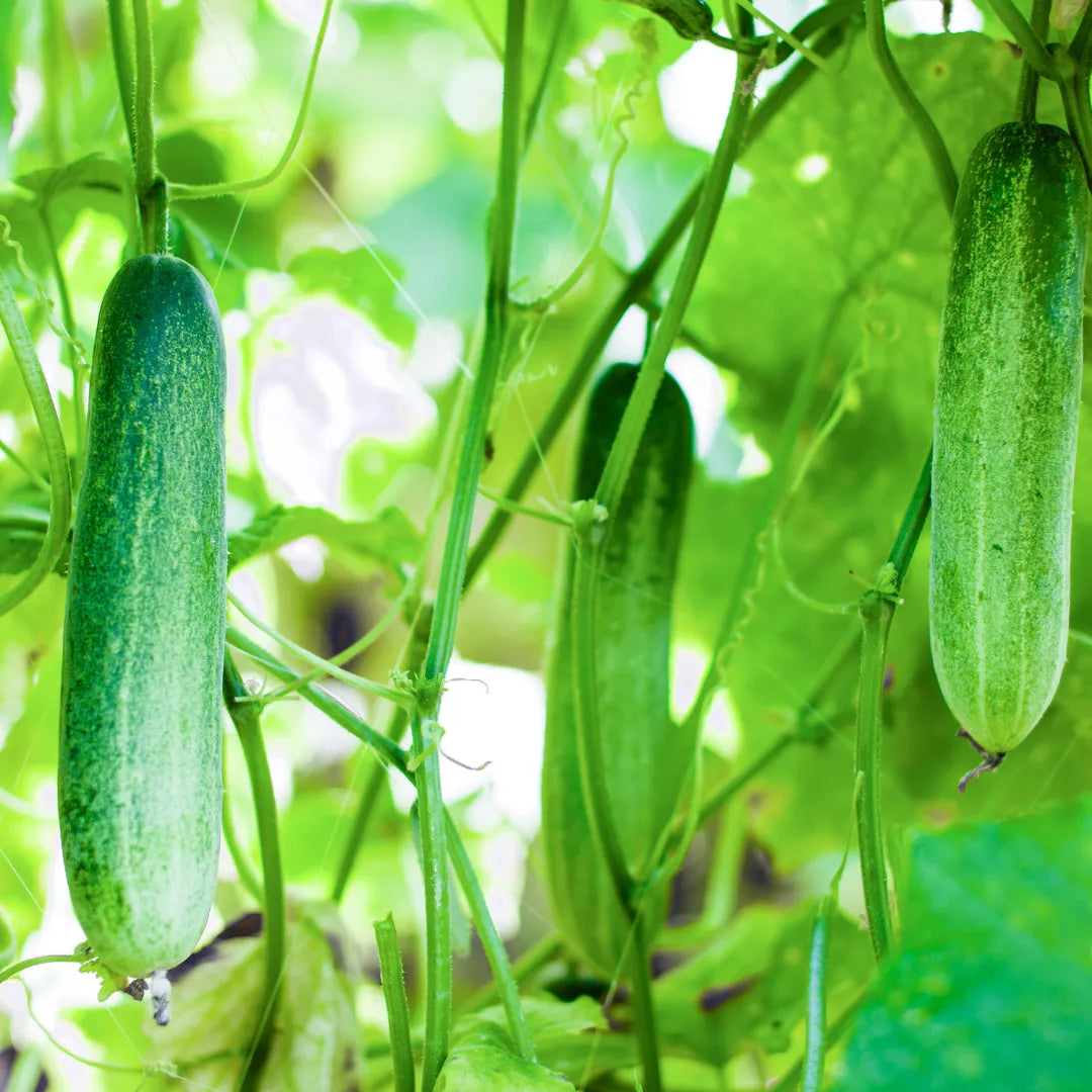 Buy Organic Kheera Seeds for kichen Garden Online at Lalitenterprise