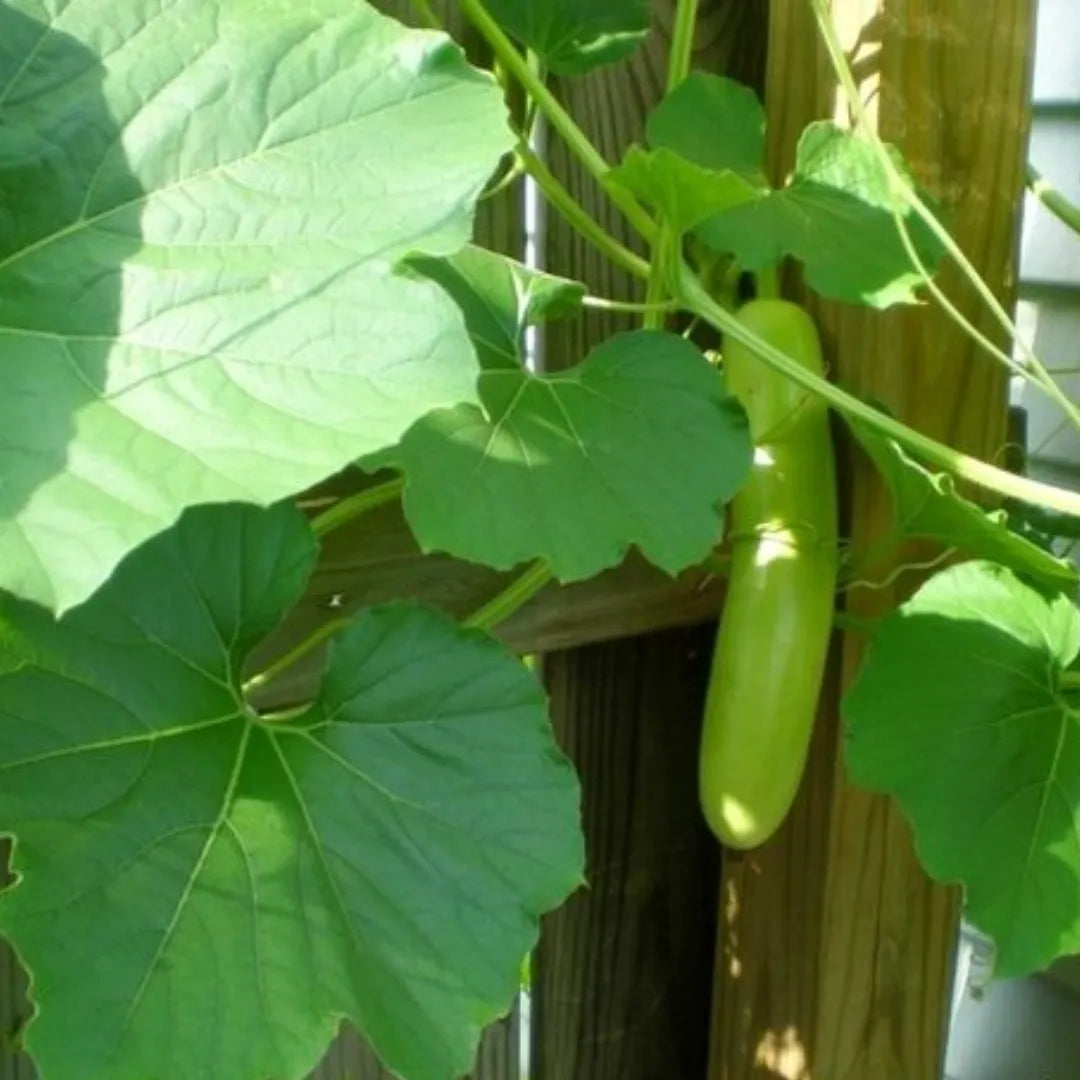 Buy Organic Lauki Seeds for kichen Garden Online at Lalitenterprise