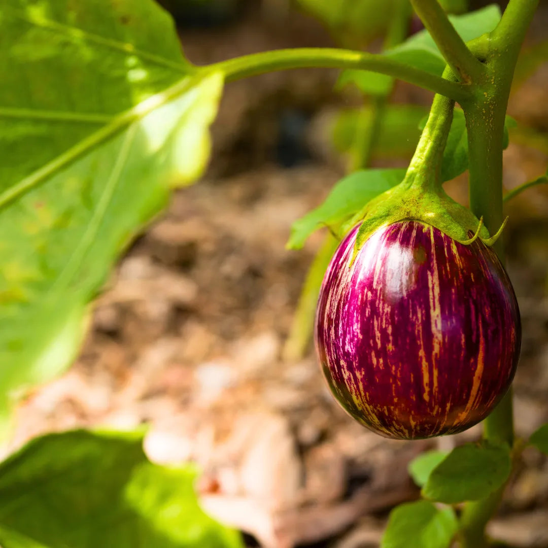 Buy Indian Vegetable Tomato Brinjal Online at Lalitenterprise