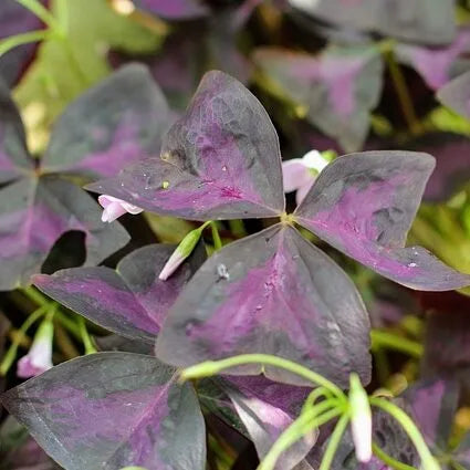 Oxalis Triangularis (Purple Clover) 