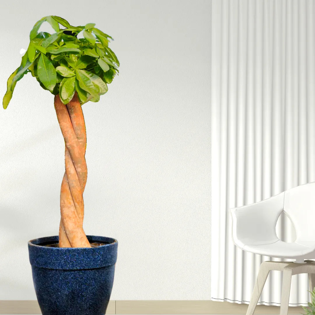 chestnut plant indoor Pachira Aquatica (Money Tree, Guiana Chestnut) "Gaint Thick Braided"