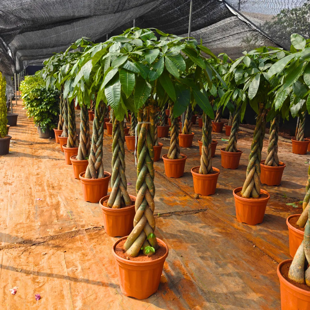 Buy "Braided" Money Tree - Plant Online at Lalitenterprise