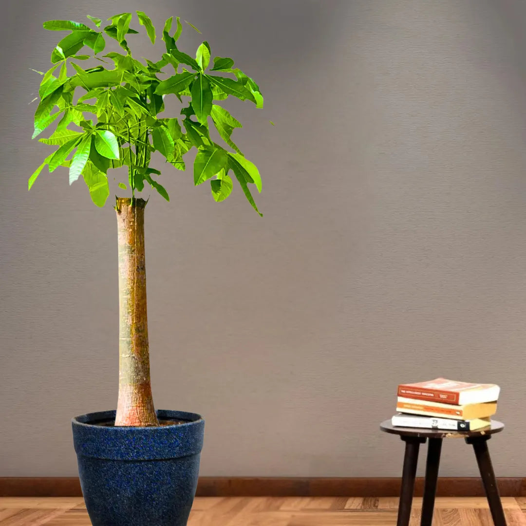 Buy Pachira Aquatica (Money Tree) "Single Shoot Thick Stem" - Plant Online at Lalitenterprise