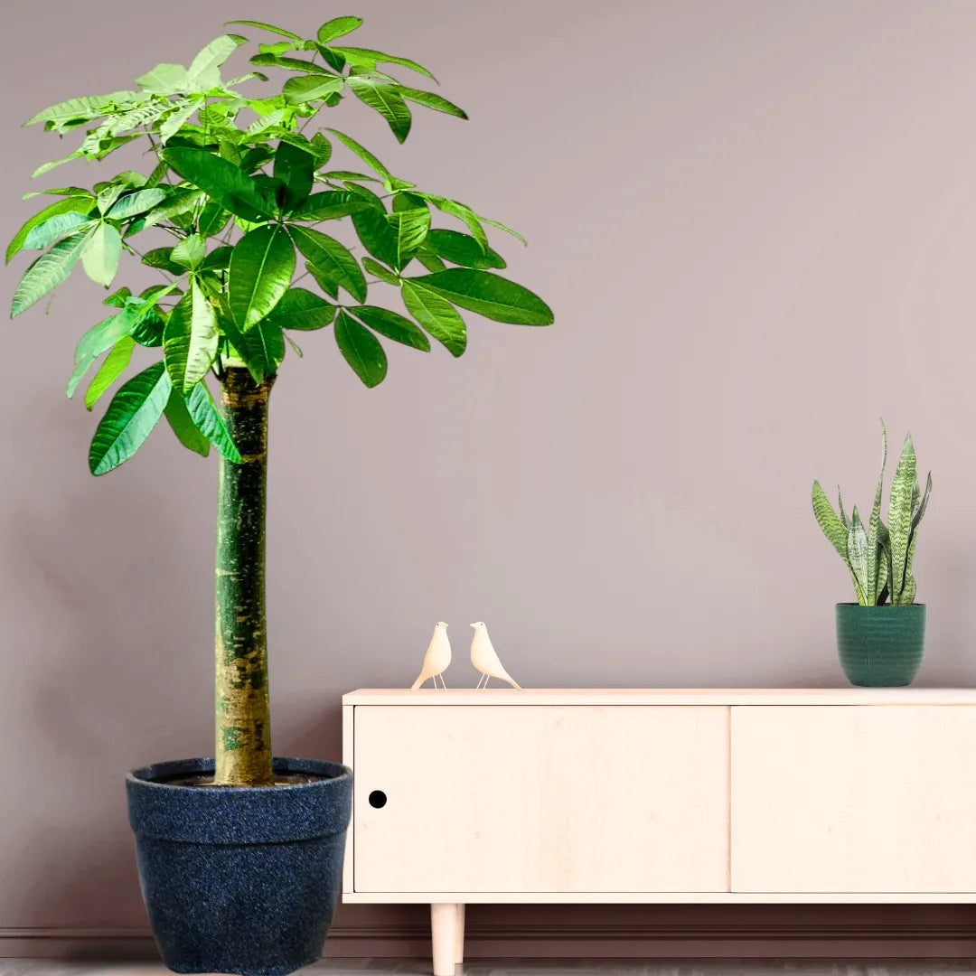 Buy Pachira Aquatica (Money Tree) "Single Shoot Thick Stem" - Plant Online at Lalitenterprise