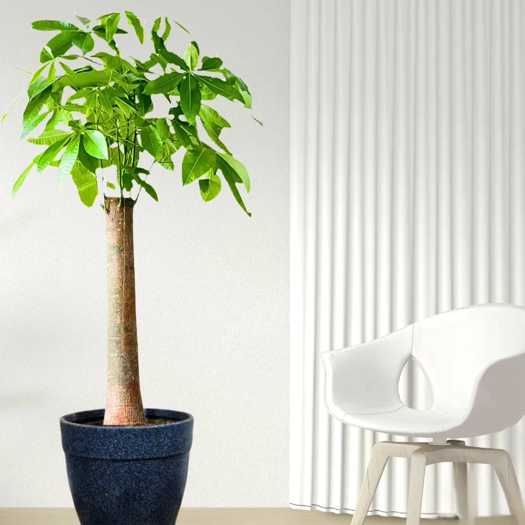 Buy Pachira Aquatica (Money Tree) "Single Shoot Thick Stem" - Plant Online at Lalitenterprise